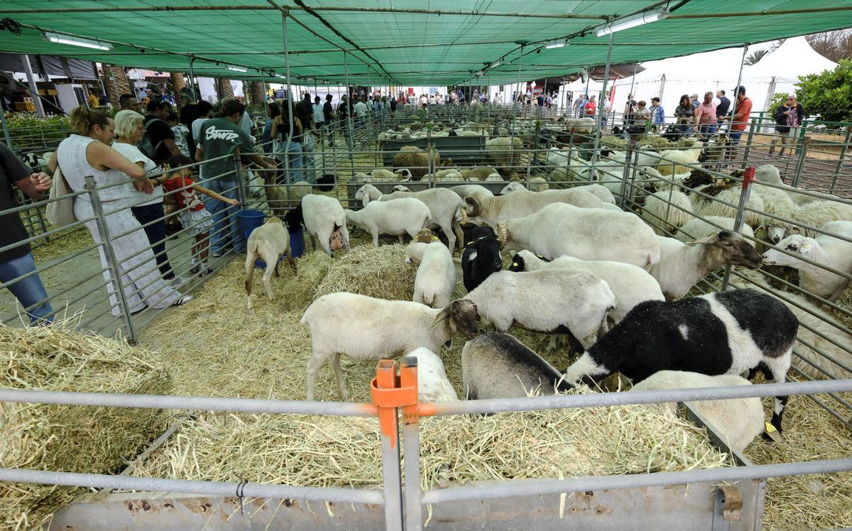 Feria de Ganado de Gran Canaria