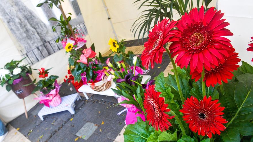 Exposición de Arte Floral en Vegueta, Las Palmas de Gran Canaria