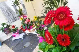 Exposición de Arte Floral en Vegueta, Las Palmas de Gran Canaria
