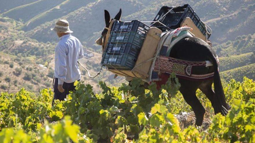 Un agricultor, durante la vendimia en la Axarquía.