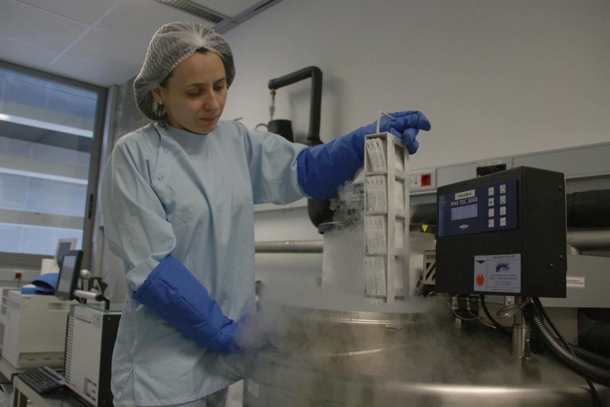 Laboratorio de procesamiento de la sangre de cordón umbilical en el Banc de Sang i Teixits.
