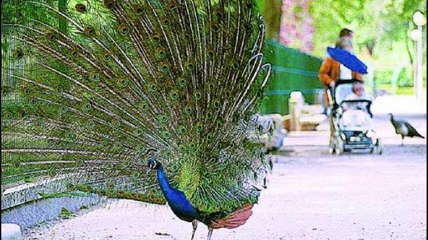 Un pavo real en el parque Isabel la Católica.