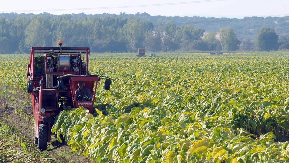 Trabajos de recogida de hojas de tabaco en un cultivo de Talayuela.