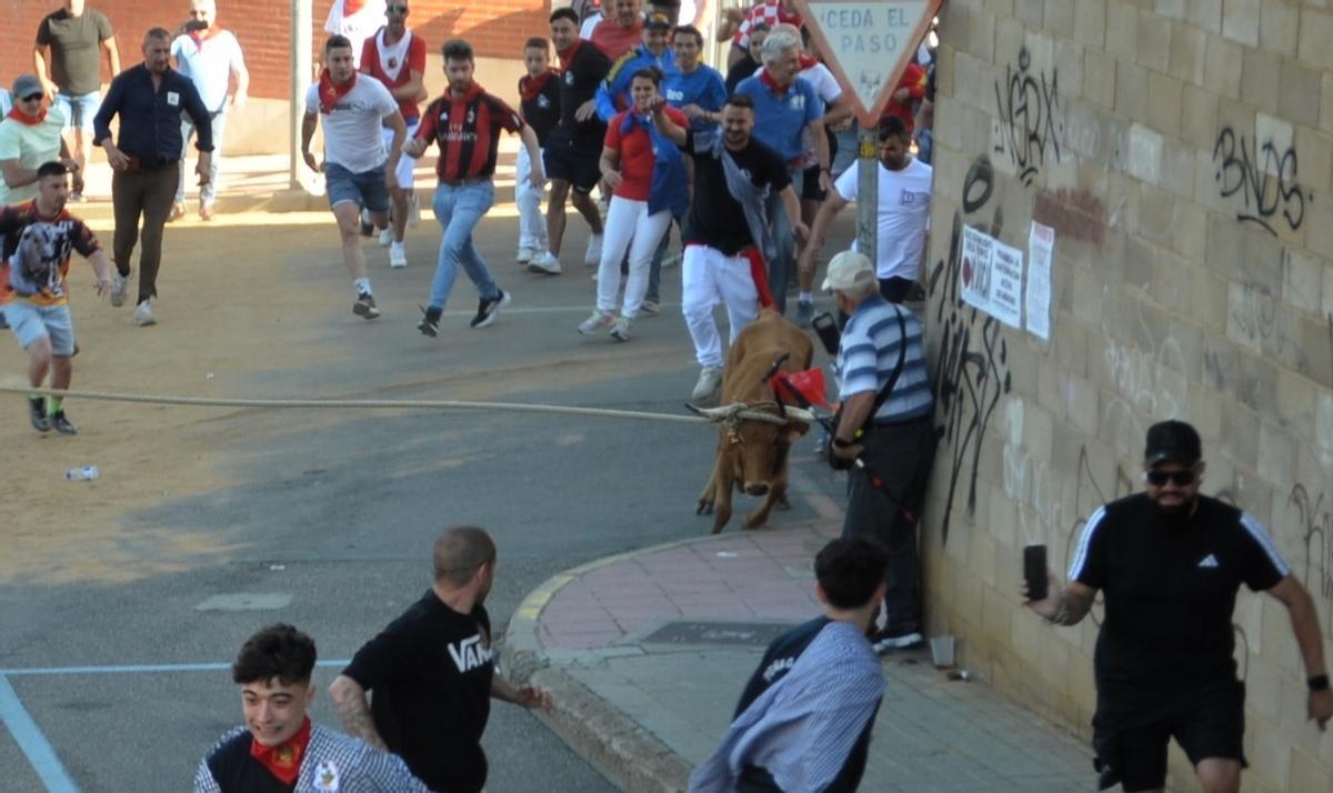 La carrera del Torito del Alba "Ganadora", de Benavente, en imágenes