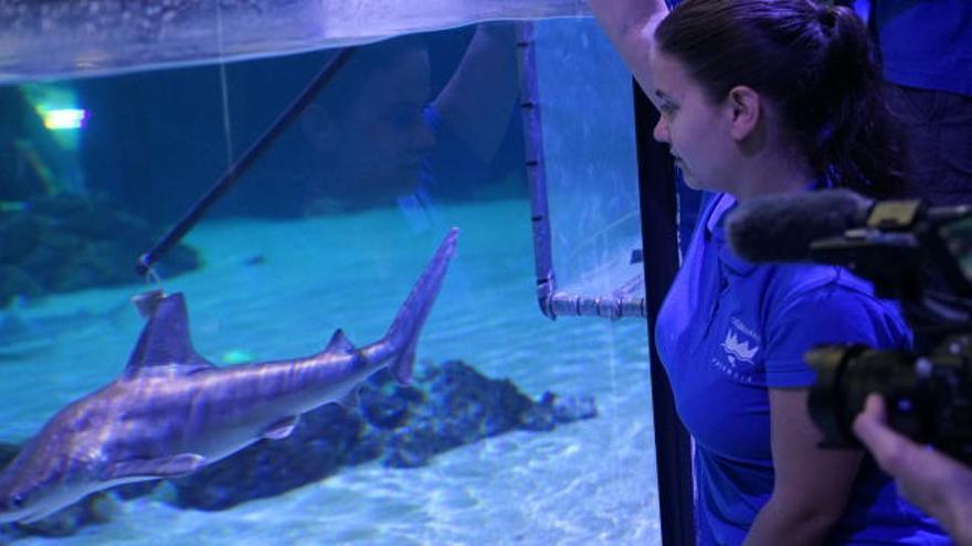 La colección de tiburones más amplia de Europa en el Oceanogràfic