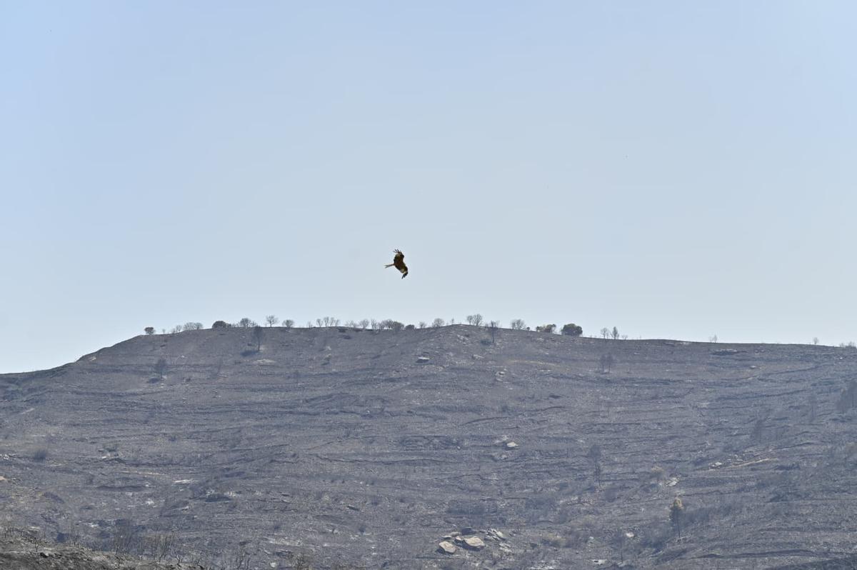 En imágenes | El incendio de las Cinco Villas asciende ya a 12.600 hectáreas y seis pueblos continúan evacuados