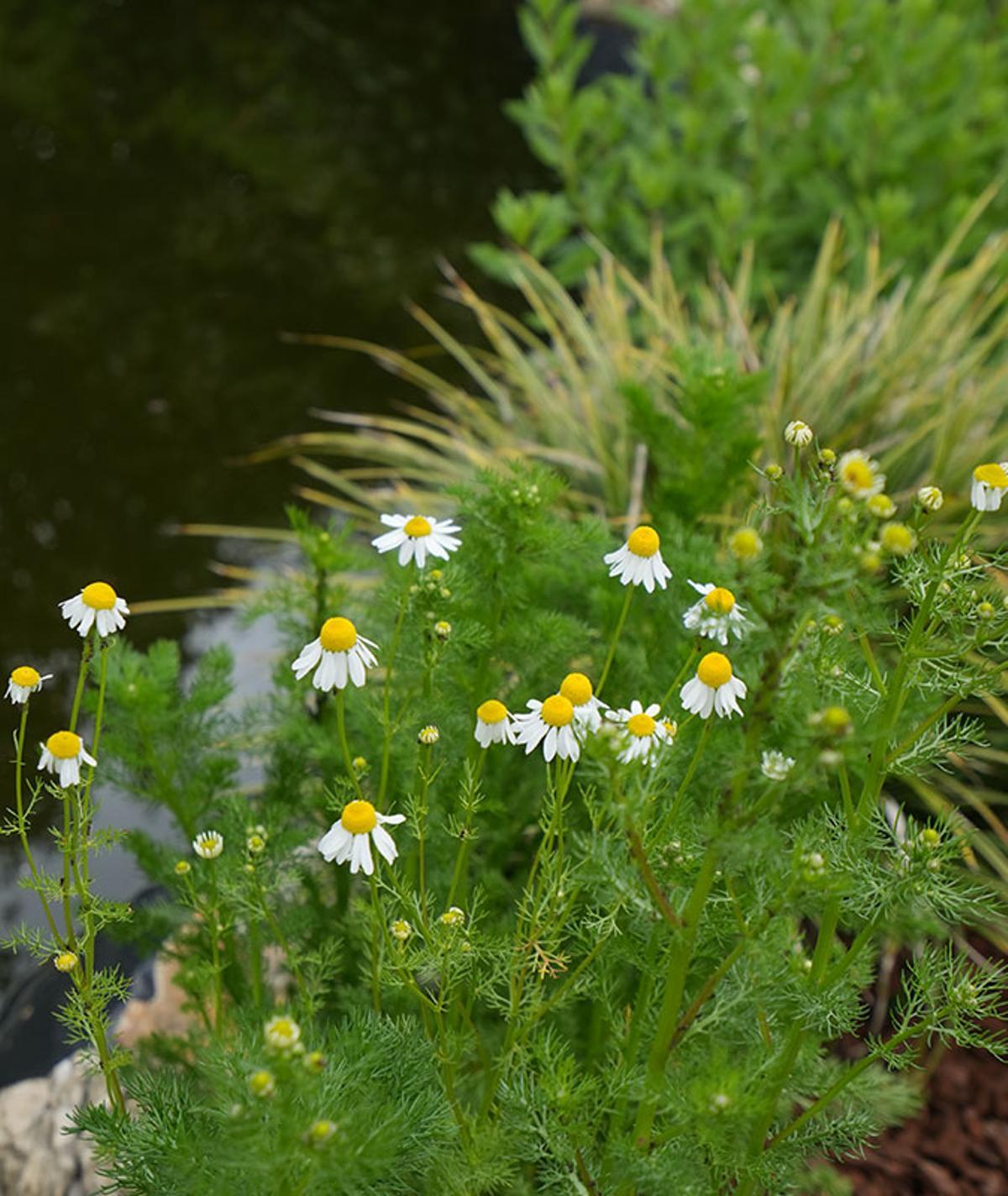 Cartasis Garden Cartasis Garden