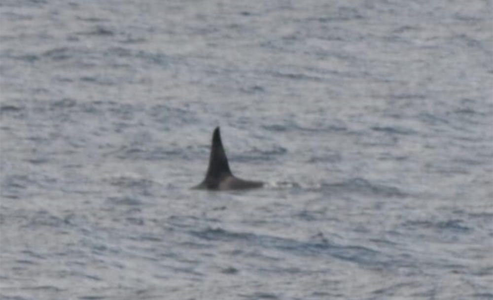 Una orca en el entorno de Malpica. // Roberto Moreira Area