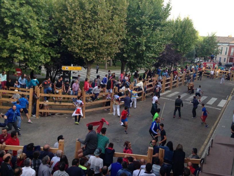Fiestas Toro: Encierro urbano y suelta de vaquilla