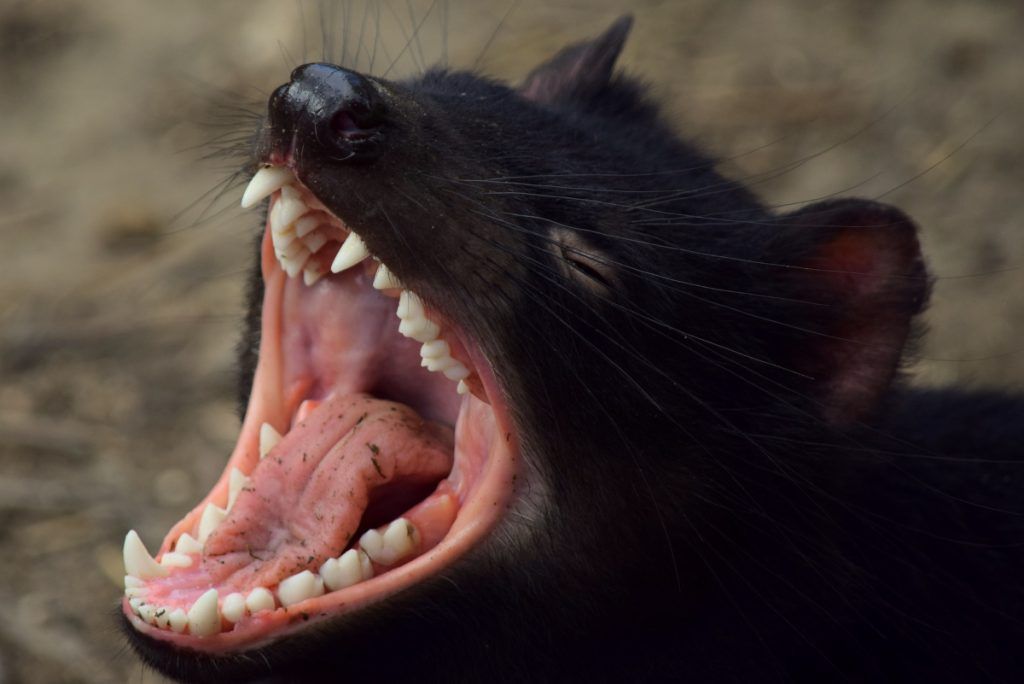 La dentadura de estos animales es temible