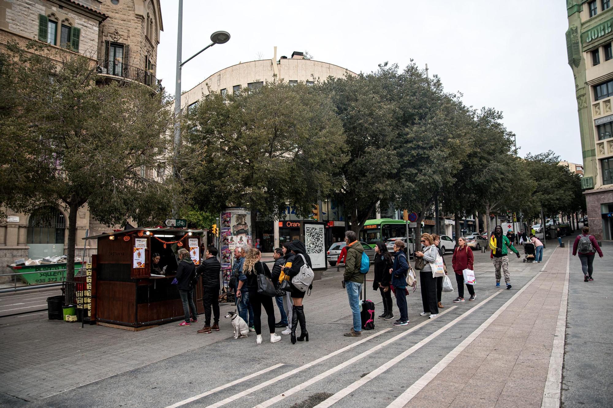 Els castanyers de plaça Sant Domènec