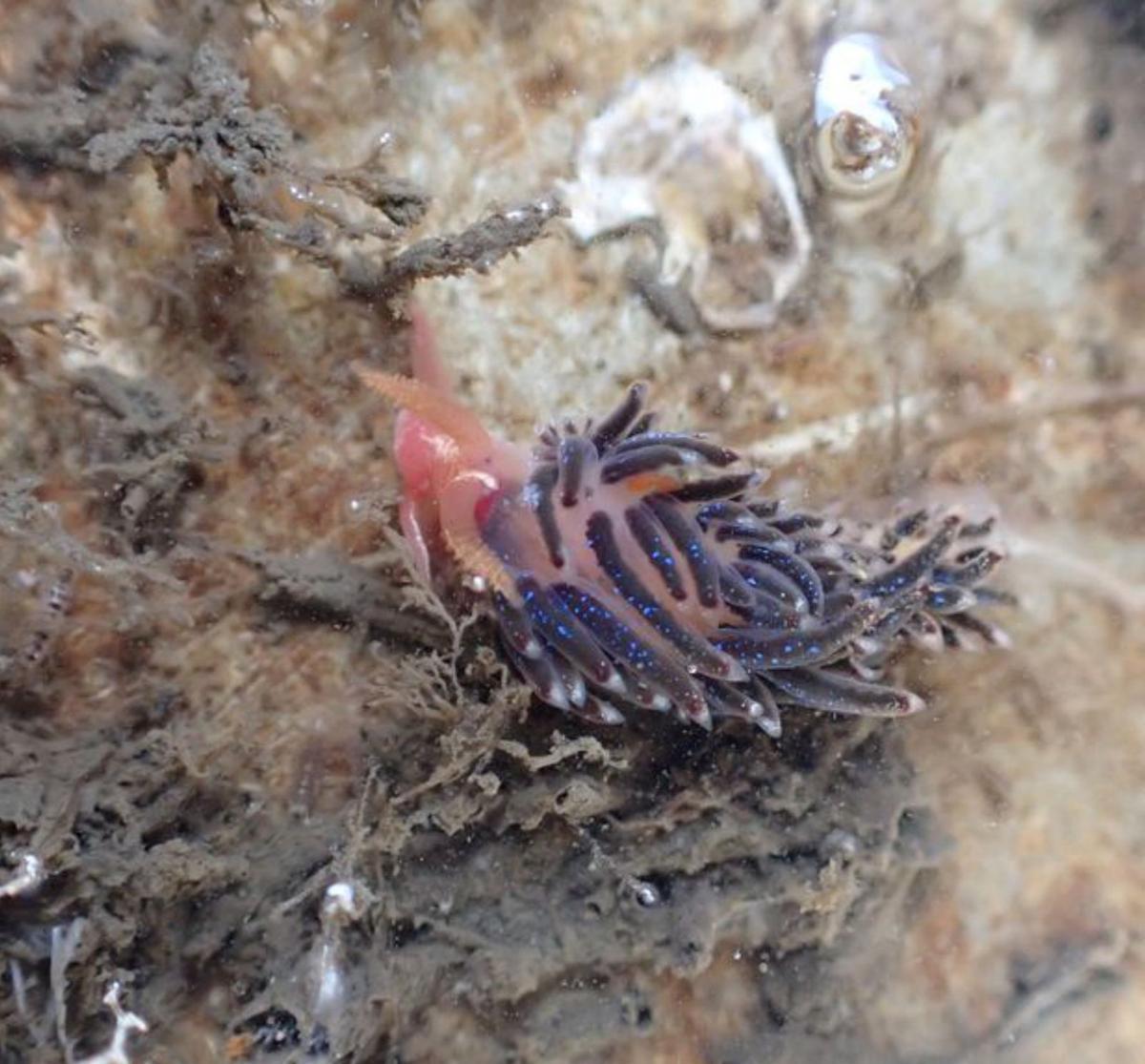 La vida vuelve a la ría: hallan 42 especies en los arrecifes artificiales del Puerto | APA