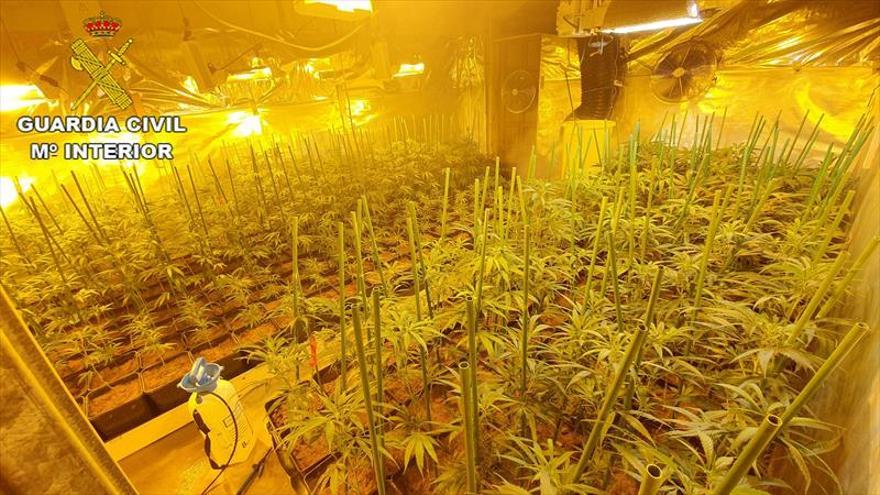 La Guardia Civil interviene 2.000 plantas de marihuana en Teruel