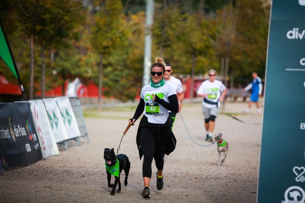 Can We Run Mallorca: So war das Hunderennen