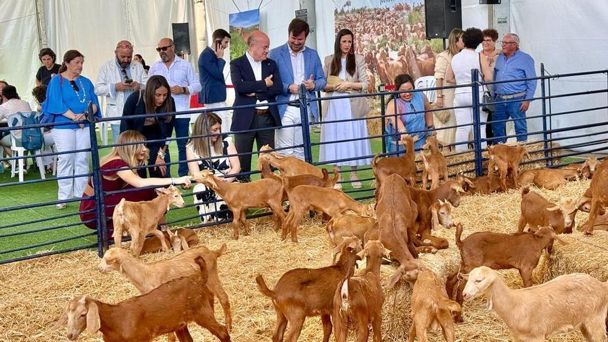 Agrogant reúne 180 cabras malagueñas y seis talleres para familias