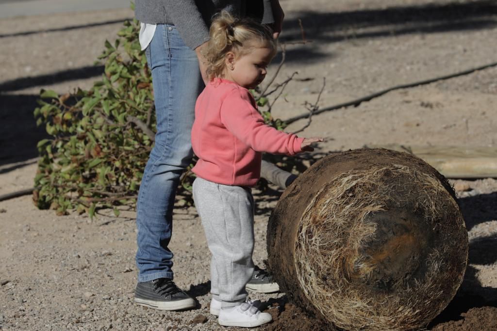 Siembra de árboles en el parque de sa Riera de Palma