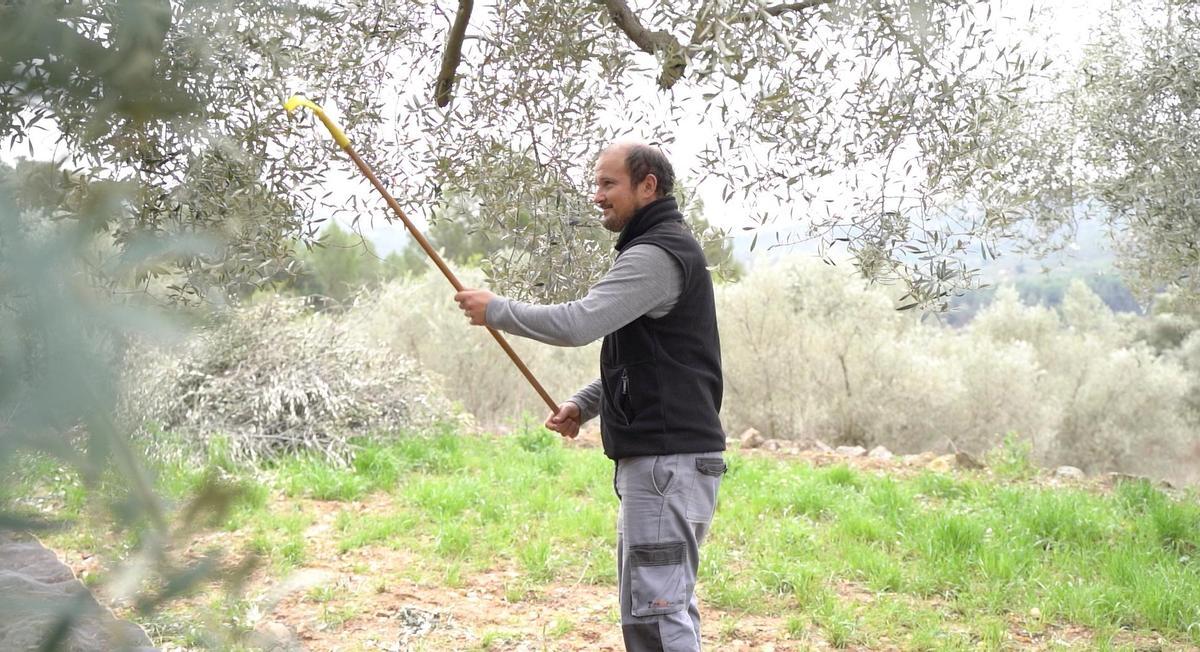 La Cooperativa de Atzeneta está recuperando fincas abandonadas en buena parte de la comarca.