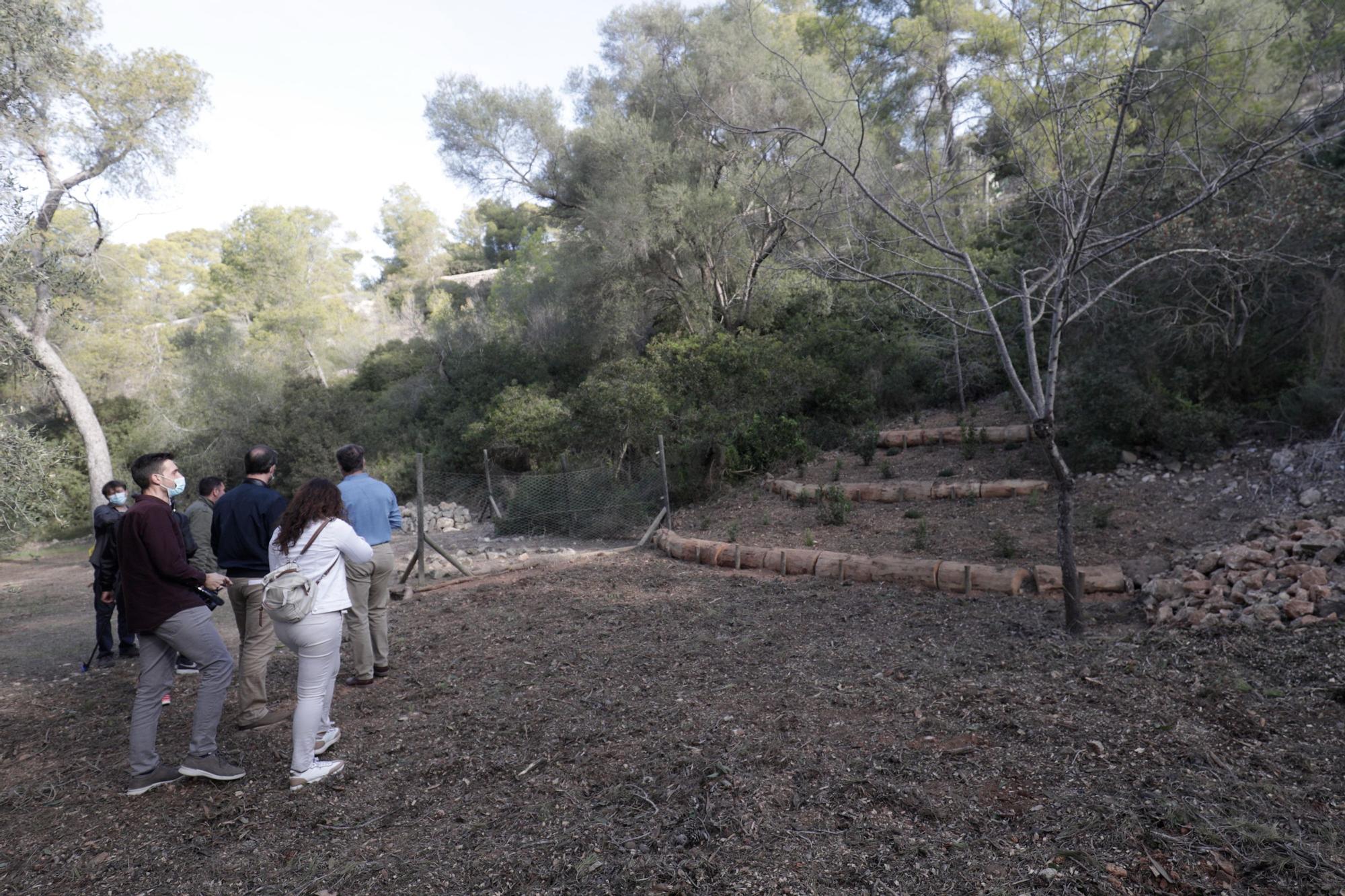 El alcalde de Palma visita el bosque de Bellver para conocer la incidencia de la plaga de Tomicus