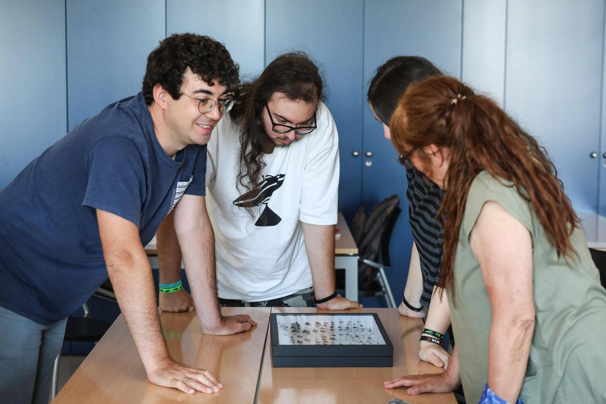 Un taller para identificar las abejas silvestres de Baleares