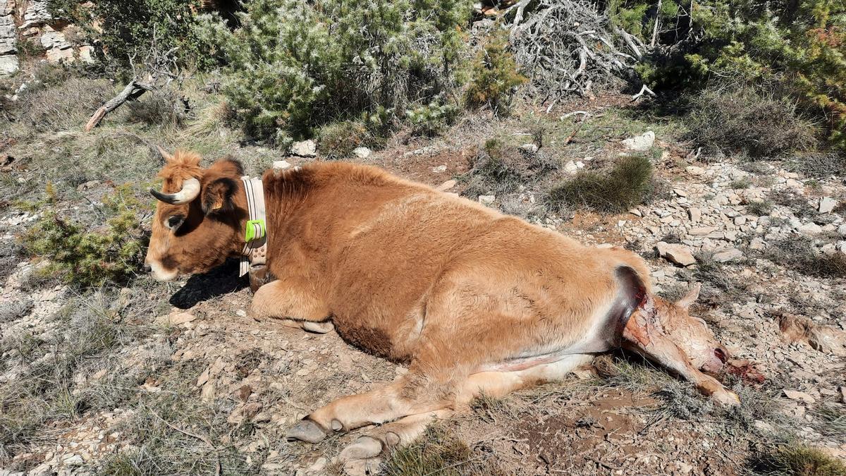 El GPS salva la vida de una vaca de un ataque de buitres en Morella