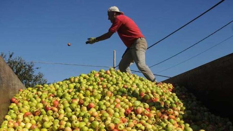 Recogida de manzana de sidra en Callobre. // Bernabé / Javier Lalín