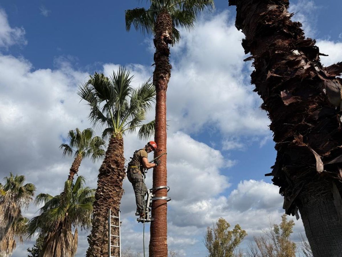 Auf Mallorca legte Davit Arican auch selbst Hand in den Gärten der Serie an - hier beim Beschneiden einer Palme.