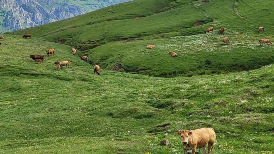 Vacas en el puerto Pinos, la campaña pasada. | J. V.