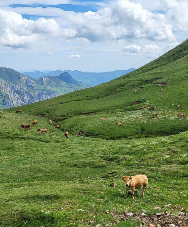 El juez autoriza que 1.326 vacas  de Mieres pasten en los montes leoneses de Pinos este verano