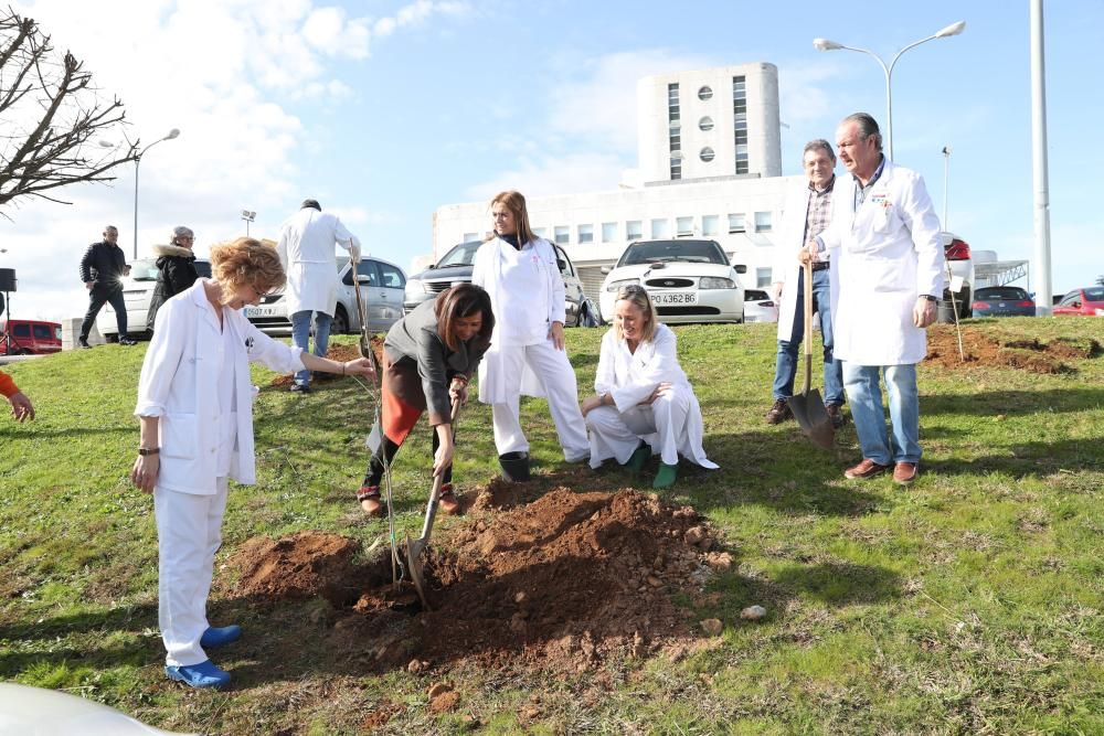 El guardián de la salud se viste de verde. El hospital Meixoeiro celebra sus treinta años con una plantación de carballos