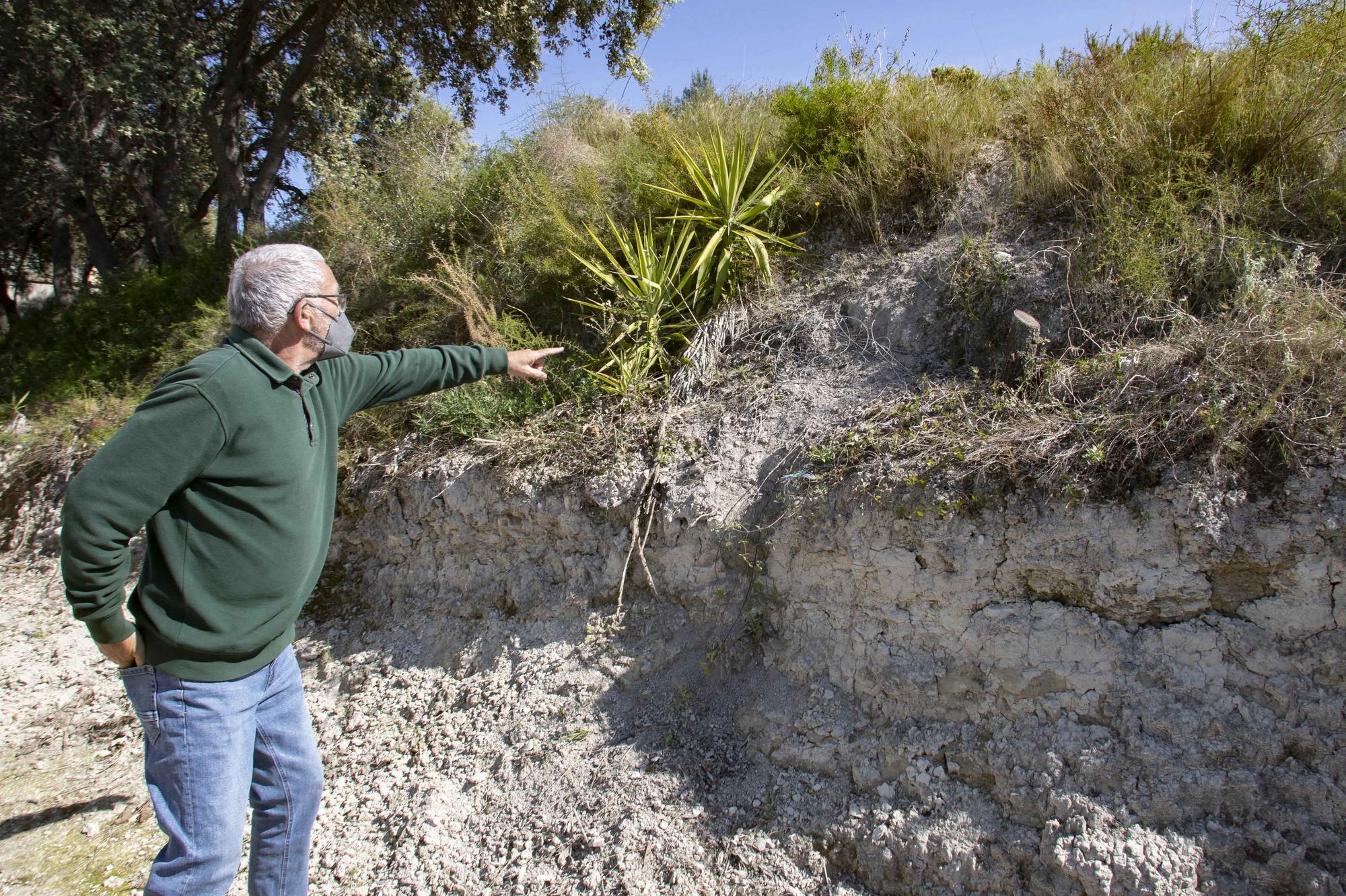 Los jabalíes destrozan parcelas de la urbanización Bixquert