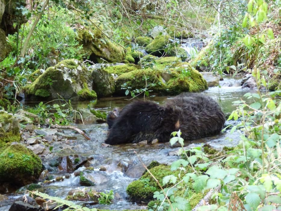 Recogida de los osos muertos en Cangas del Narcea