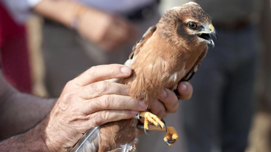 El aguilucho cenizo, Ave del Año 2023