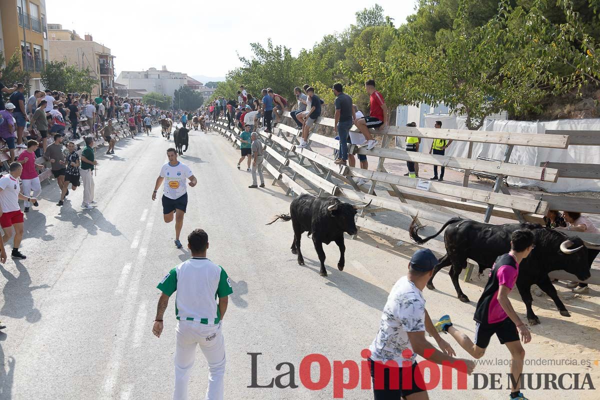 Quinto encierro de la Feria Taurina del Arroz en Calasparra