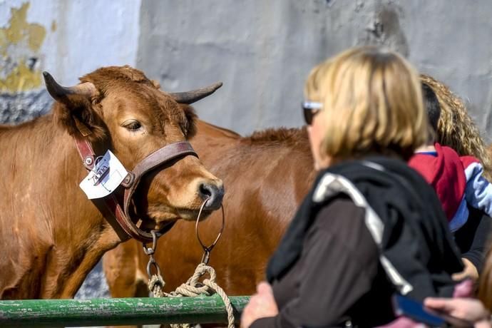 08-12-19 GRAN CANARIA. JINAMAR. JINAMAR. TELDE. Fiesta de la Inmaculade Concepcion y de la Caña Dulce de Jinamar, feria de ganado, procesión.. Fotos: Juan Castro.  | 08/12/2019 | Fotógrafo: Juan Carlos Castro