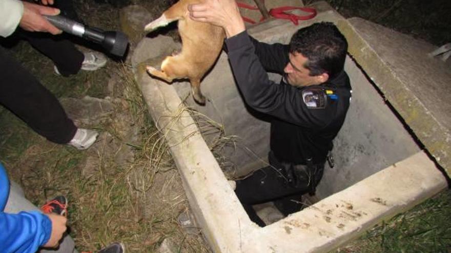 La Policía rescata a dos perros de una arqueta