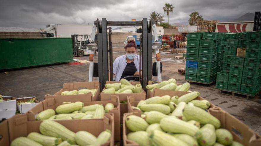 Agricultores tinerfeños tiran kilos de verdura a la basura por los excedentes de producción.