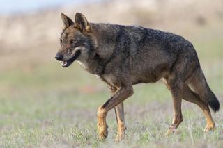 ¿Cuántas reses mató el lobo el año pasado en Asturias? Estas son las cifras, según el Principado y el Ministerio