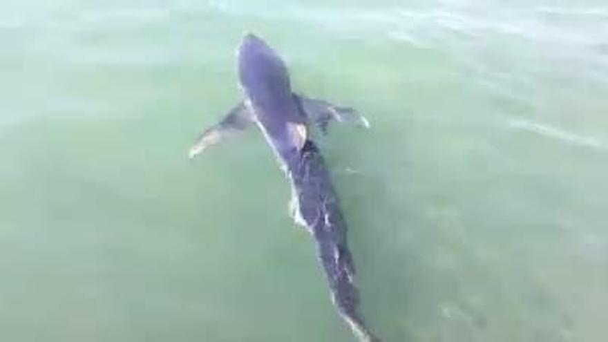 Avistan un tiburón en el puerto de Cartagena