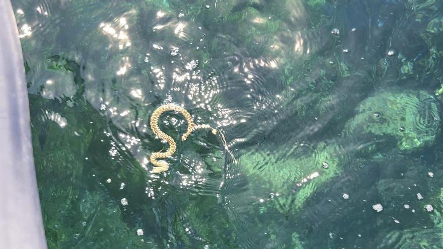 "Vimos una serpiente nadando desde Ibiza a la islita de la Xanga", Juan, monitor de kayak, relata el encontronazo en el mar