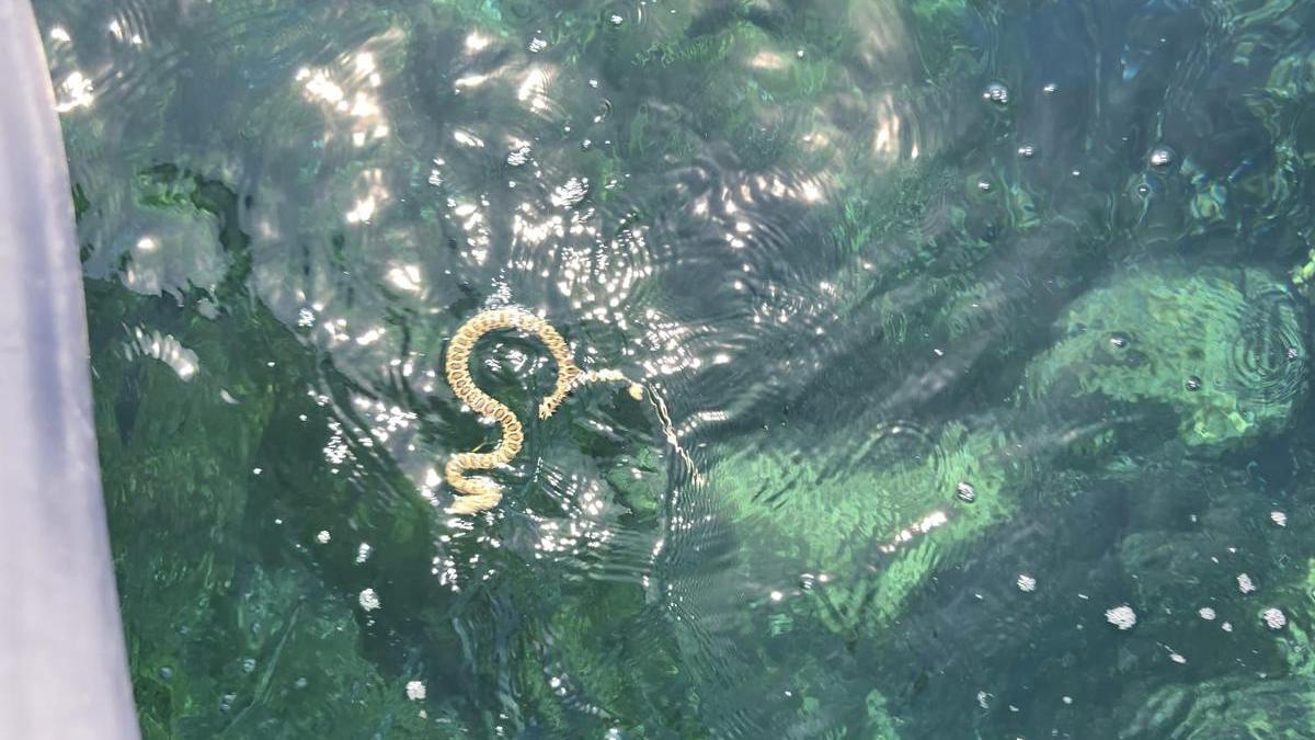 La serpiente, acercándose al kayak de Juan.