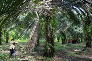 La UE quiere garantizar una mayor sostenibilidad en el comercio agrícola con el Sur Global