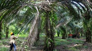 Plantación de palma de aceite en Colombia.