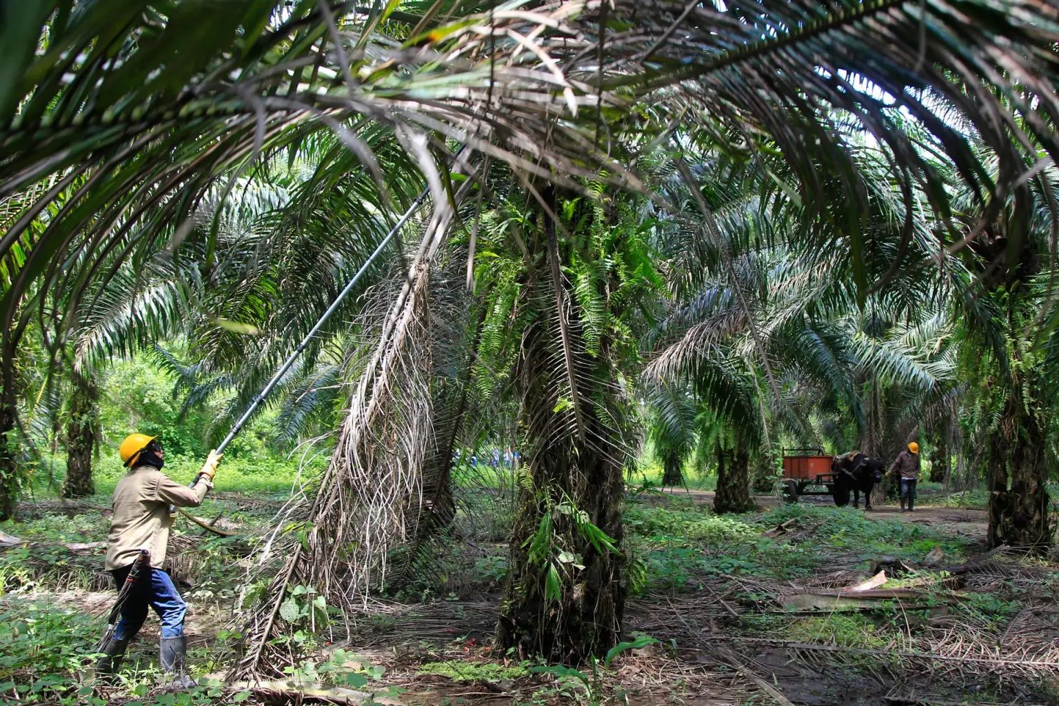 Plantación de palma de aceite en Colombia.