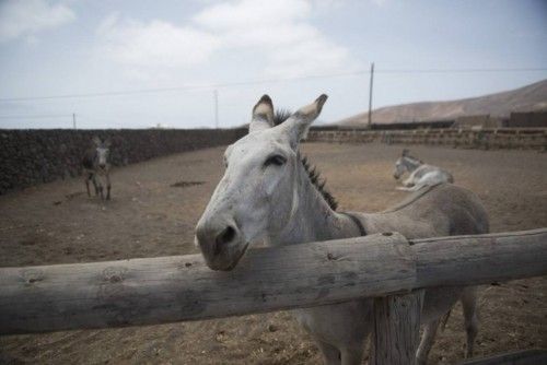 ctv-dqi-finca-rural-en-arrie-10777982