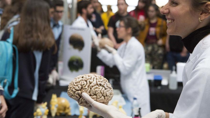 Neurociencias de la UMH de Elche identifica qué molécula es responsable del tamaño del cerebro humano