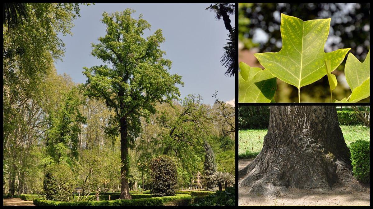 tulipero liriodendron tulipifera devesa girona