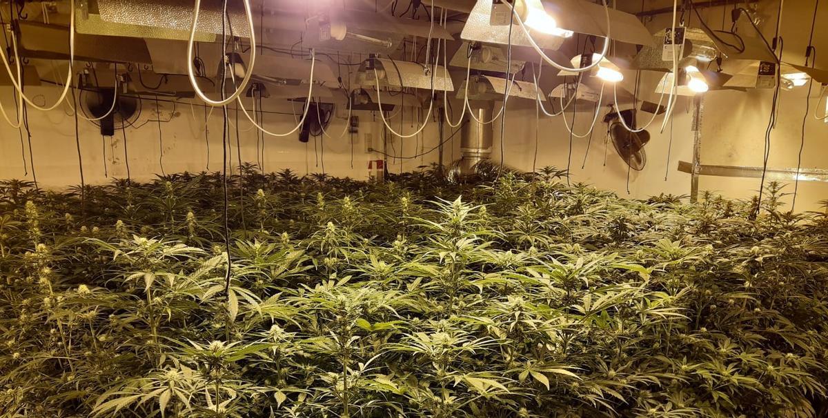 Plantaciones de marihuana, en imagen facilitada por Endesa.