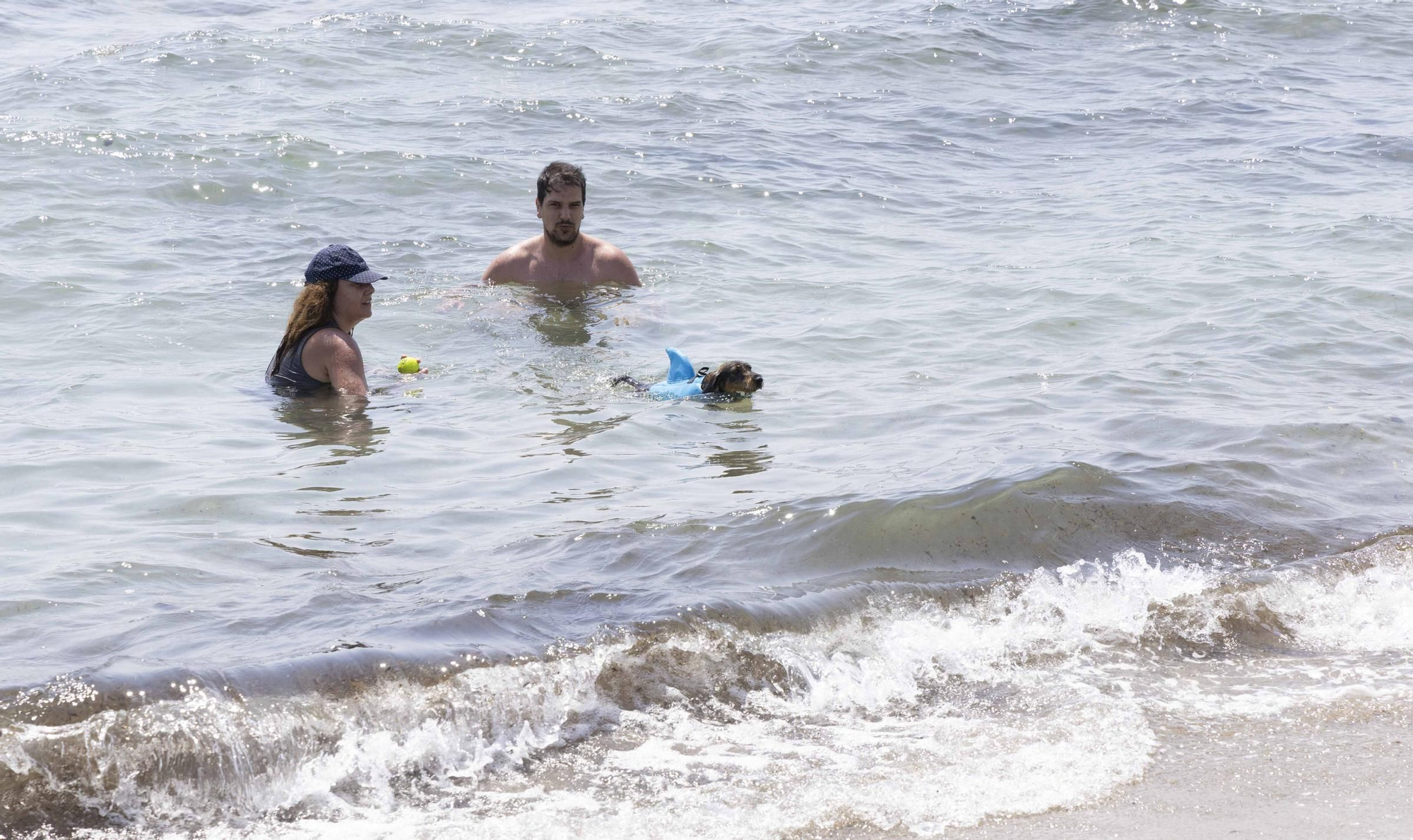 La playa canina de Agua Amarga de Alicante se queda sin servicios para perros