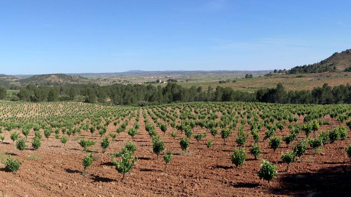 1.Viñedos en Los Duques, Requena