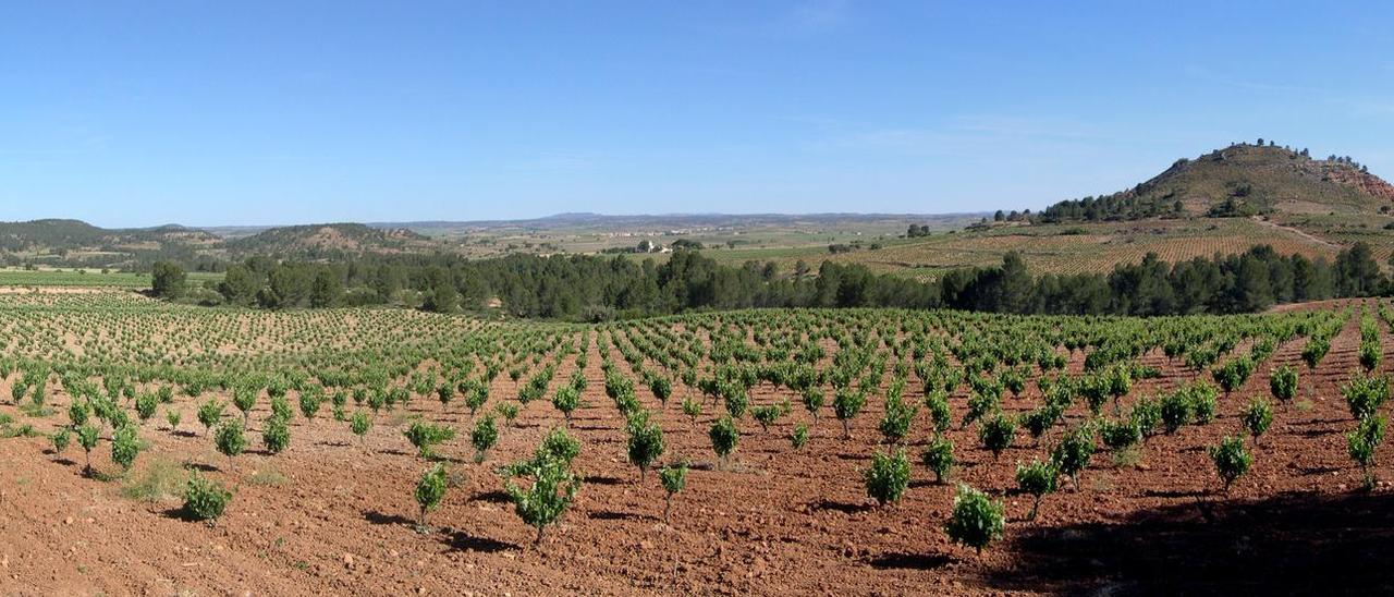 La plana de Utiel-Requena. Cultura del vino en la Meseta